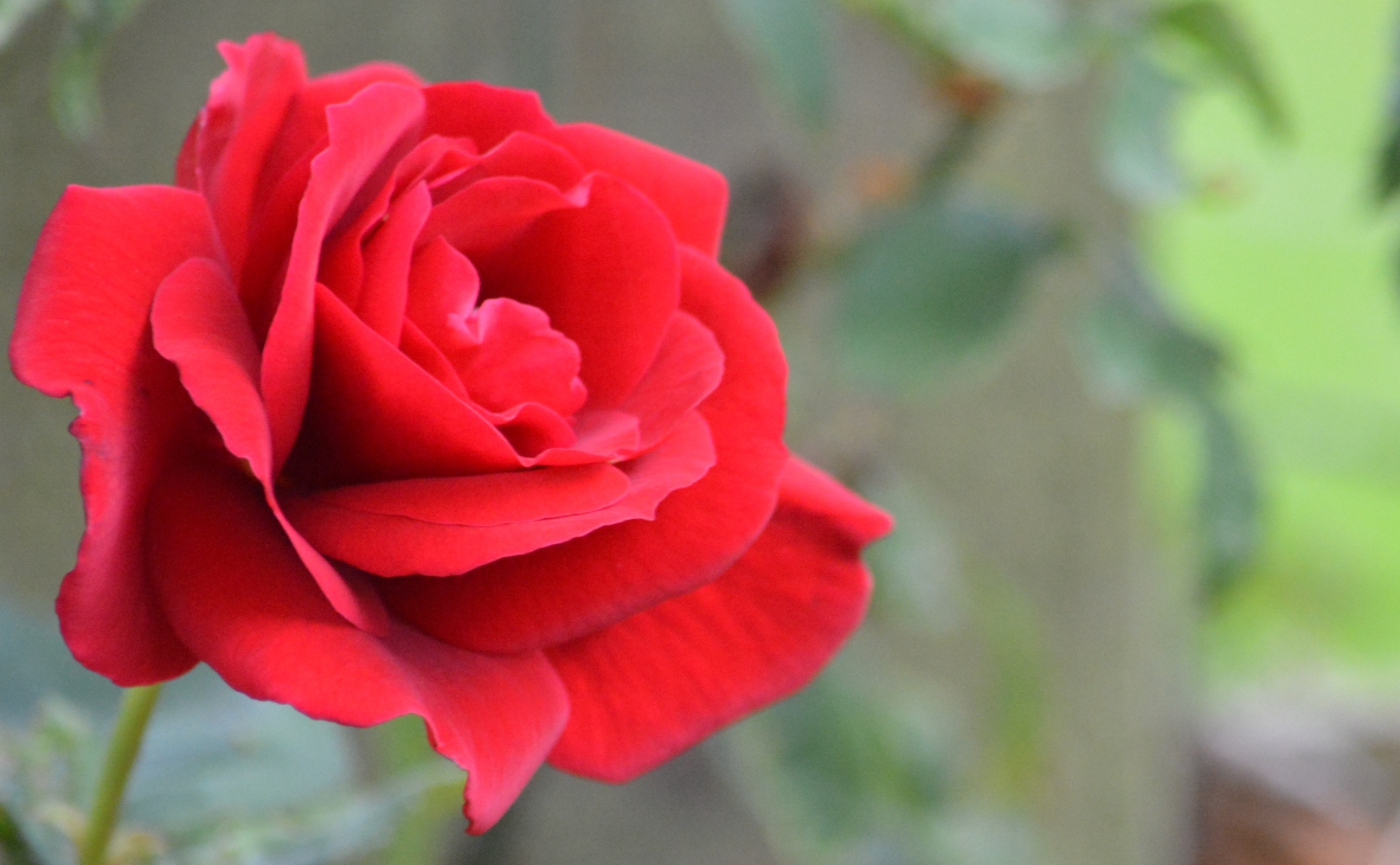 A bright red rose